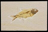 Bargain Fossil Fish (Knightia) - Wyoming #150552-1